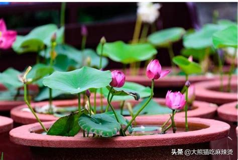 荷花怎麼養|盆栽荷花的栽種步驟及養護方法